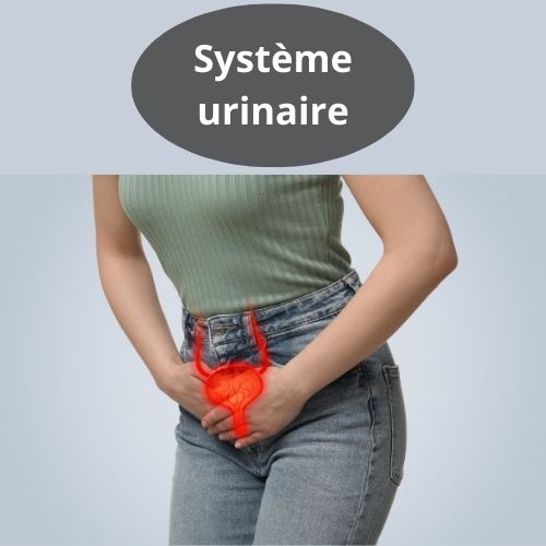 Les compléments alimentaires du système urinaire: calculs, cystite, détox reins et œdème 